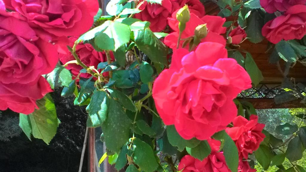 B&B Villa Lena Turi Dış mekan fotoğraf