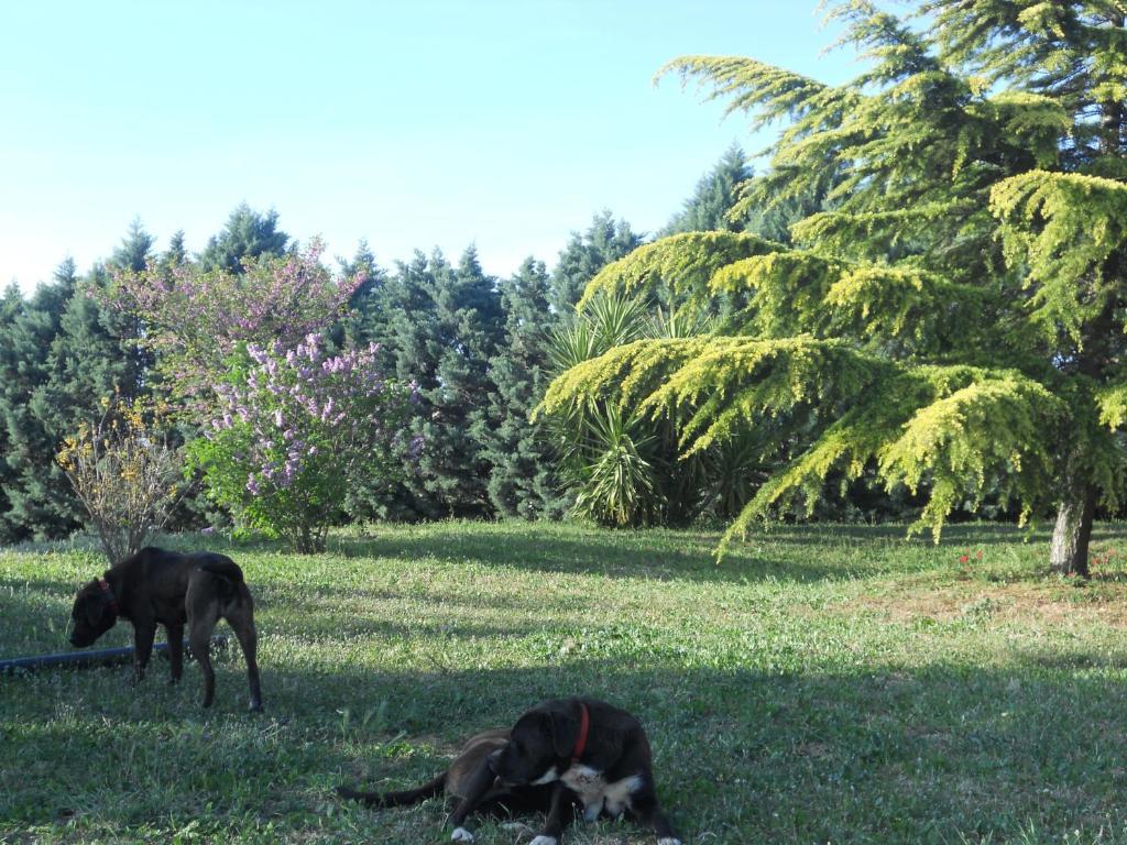 B&B Villa Lena Turi Dış mekan fotoğraf